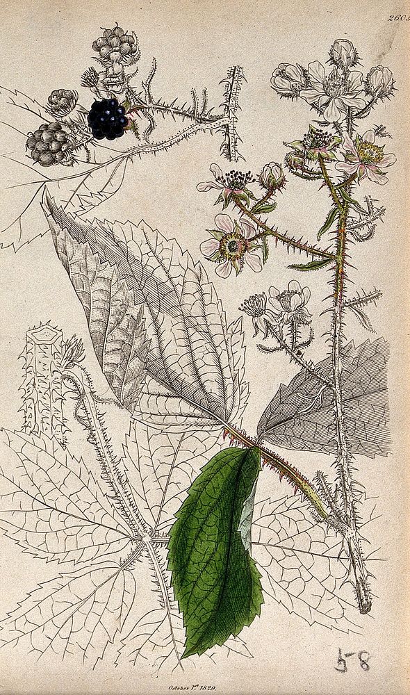 Bramble (Rubus species): flowering and fruiting stems with leaf. Coloured engraving, c. 1829, after J. Sowerby.