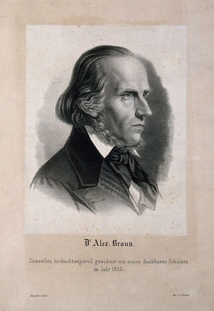 Alexander Braun. Lithograph by A. Straub after W. Dürr.