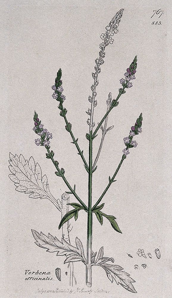 Vervain (Verbena officinalis): flowering stem and floral segments. Coloured engraving after J. Sowerby, 1800.