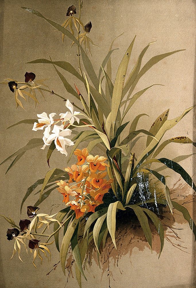 Three species of orchid: flowering plants. Chromolithograph by E. Vouga, c.1883, after herself.
