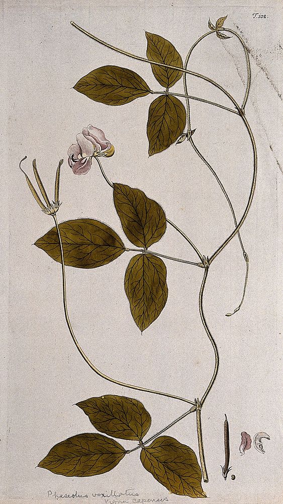 A plant (Vigna capensis) related to cowpea: flowering and fruiting stem with separate fruit and petals. Coloured engraving…