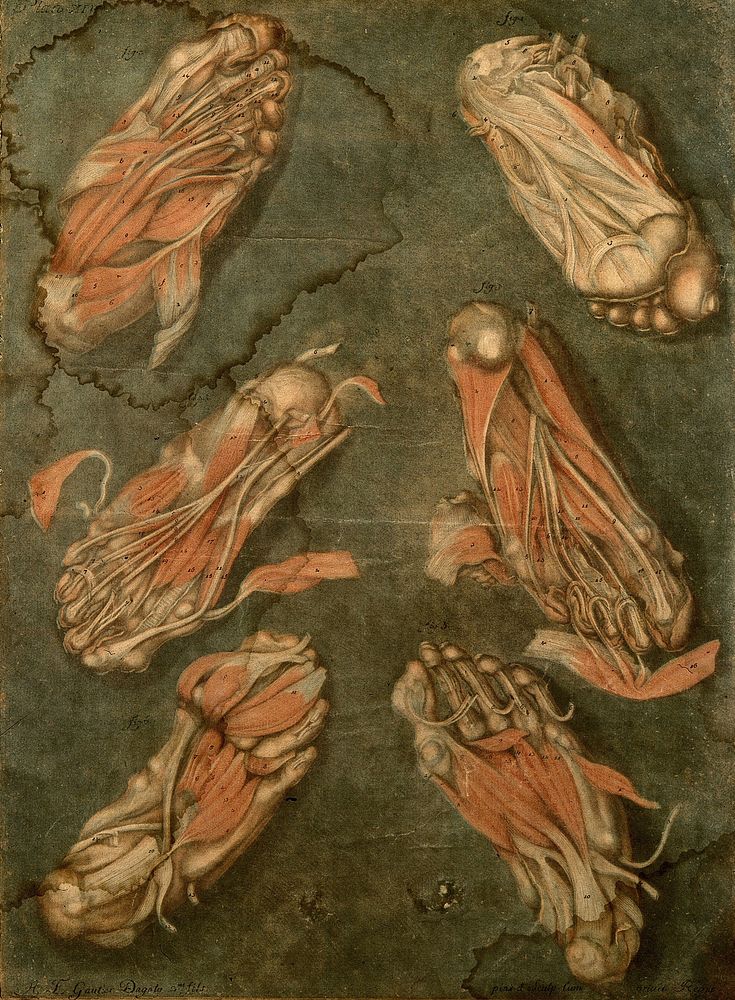 Muscles of the sole of the foot. Colour mezzotint by A. E. Gautier d'Agoty after himself, 1773.