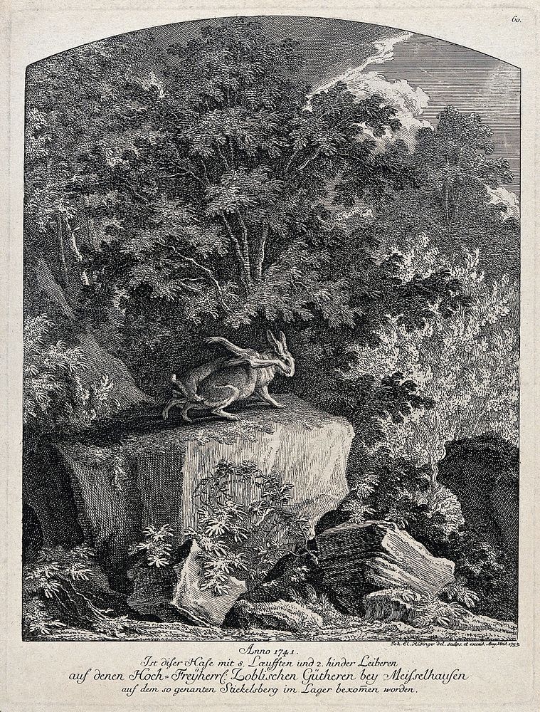 A hare with eight legs standing on a rock in a forest. Etching by J.E. Ridinger.