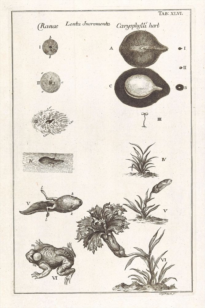 Johann Swammerdamm ... Bibel der Natur, worinnen die Insekten in gewisse Classen vertheilt, sorgfältig beschrieben…