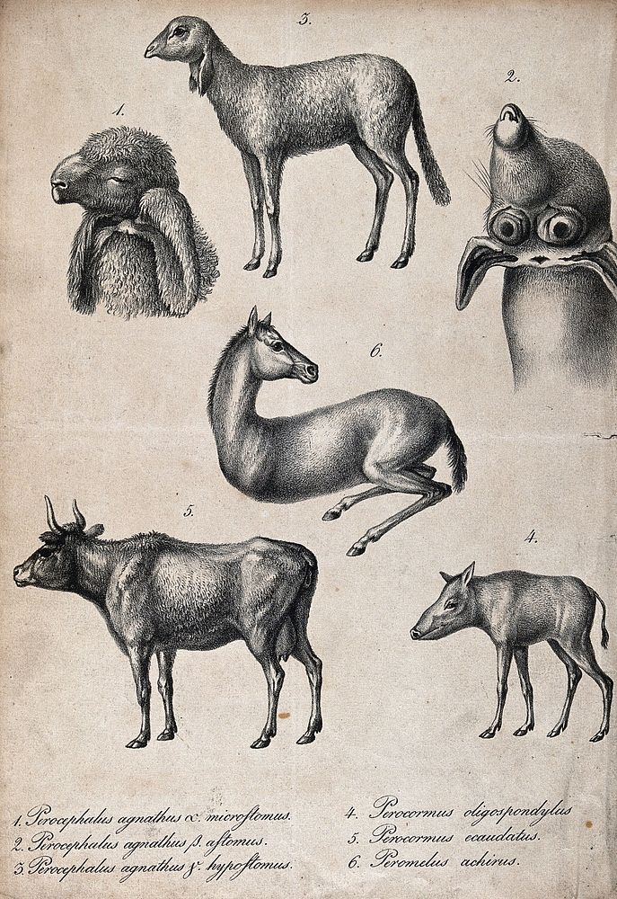 Mammals with congenital defects, missing and elongated limbs. Lithograph.