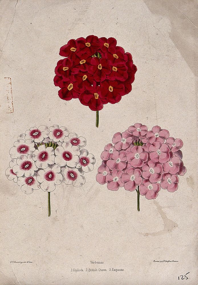 Three flowerheads from different cultivars of garden verbena (Verbena x hybrida) Coloured zincograph by C. Rosenberg, c.…