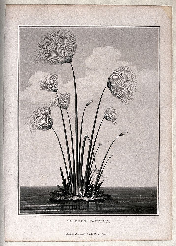 Papyrus reed (Cyperus papyrus L.): clump of reeds in water. Aquatint, 1823.