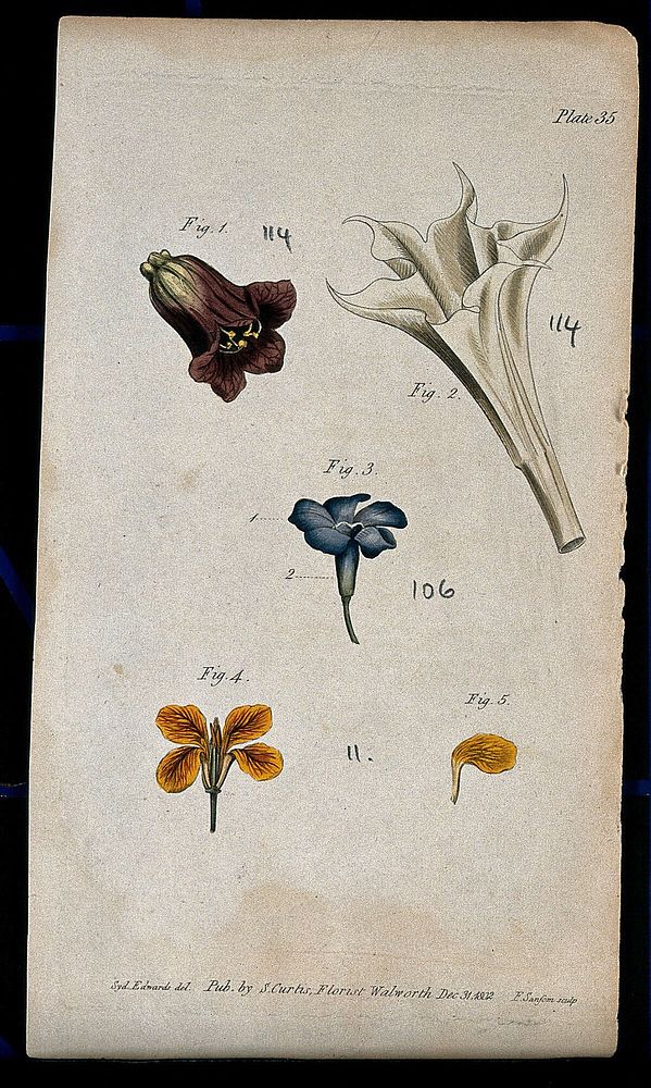Four examples of single flowers: a deadly nightshade, thorn apple, periwinkle and wallflower. Coloured etching by F. Sansom…