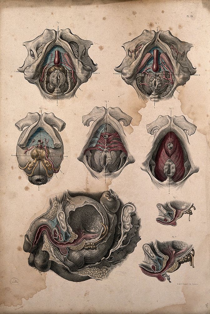 Dissection of bladder, rectum and perinaeum of a man: eight figures. Coloured lithograph by J. Maclise, 1851.