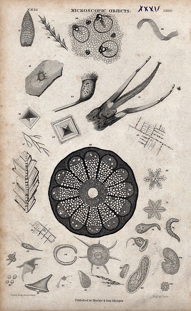 Table with thirty-one microscopic objects. Engraving by J. Scott.