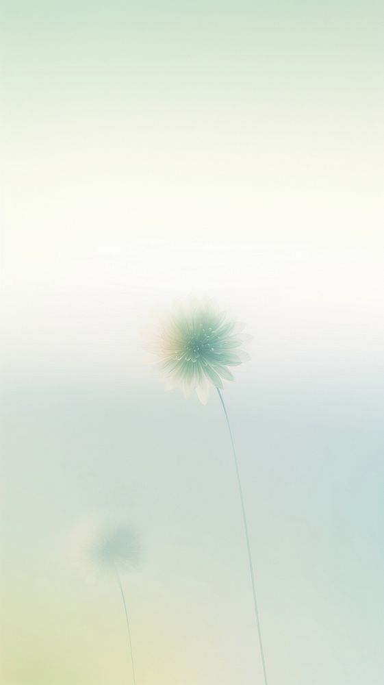 Abstract blurred gradient illustration Wild flower backgrounds dandelion outdoors.