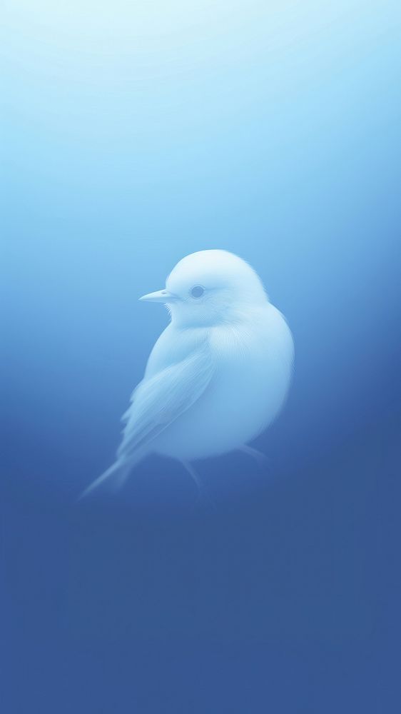 Blurred gradient white bird animal blue underwater.