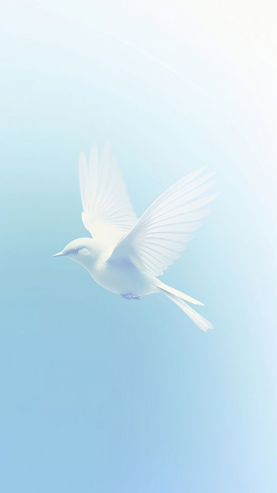 Blurred gradient white bird animal blue wildlife.