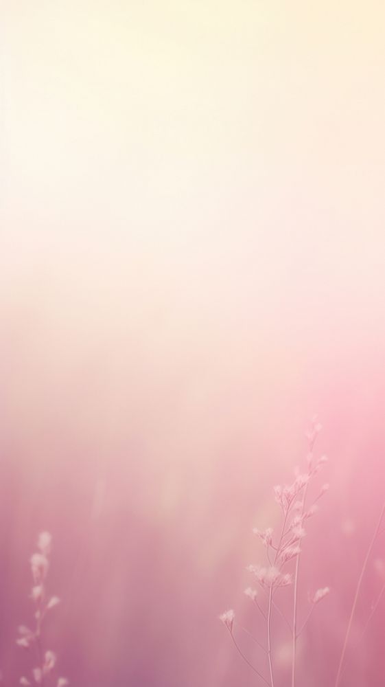 Blurred gradient pink meadow backgrounds sunlight outdoors.