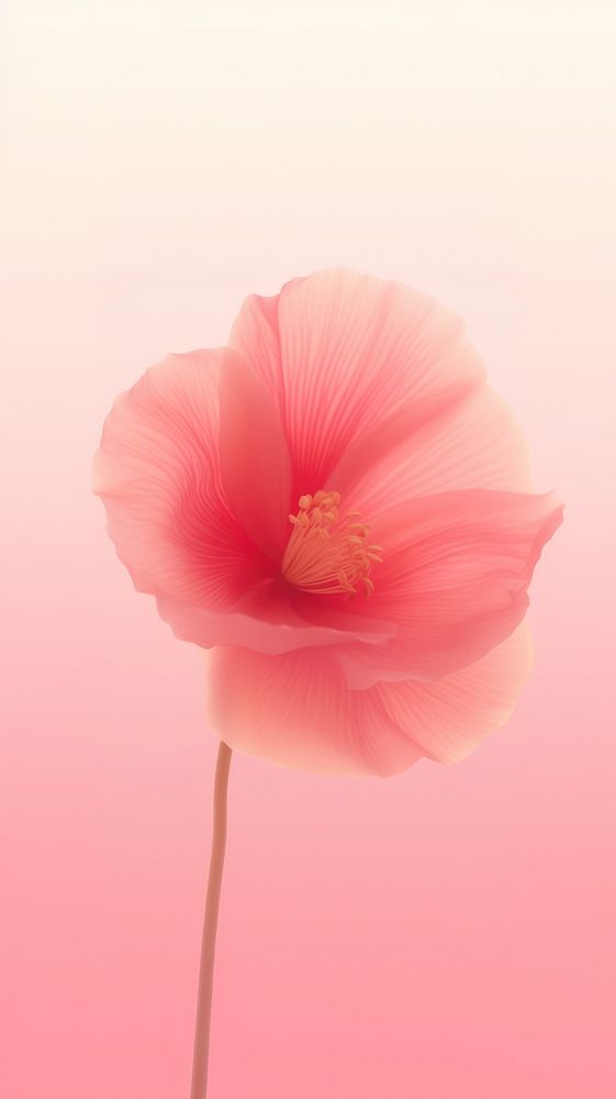 Blurred gradient pink poppy blossom flower petal.