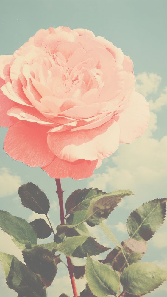 Rose blossom flower petal.