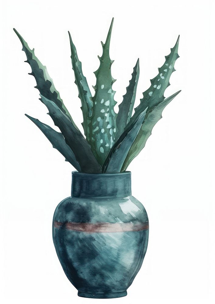 Vase watercolor aloe plant xanthorrhoeaceae.