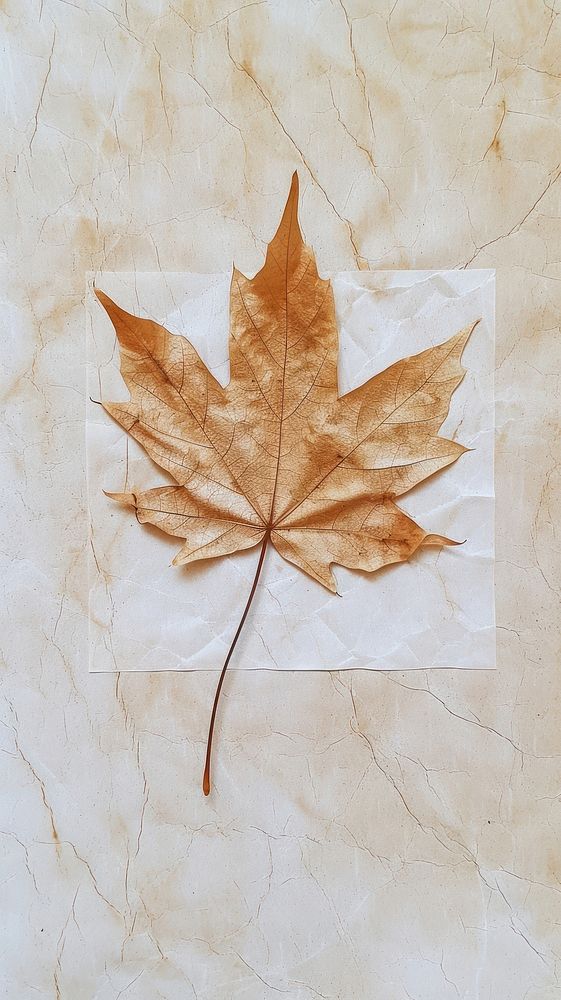 Maple leaf wallpaper textured plant tree.