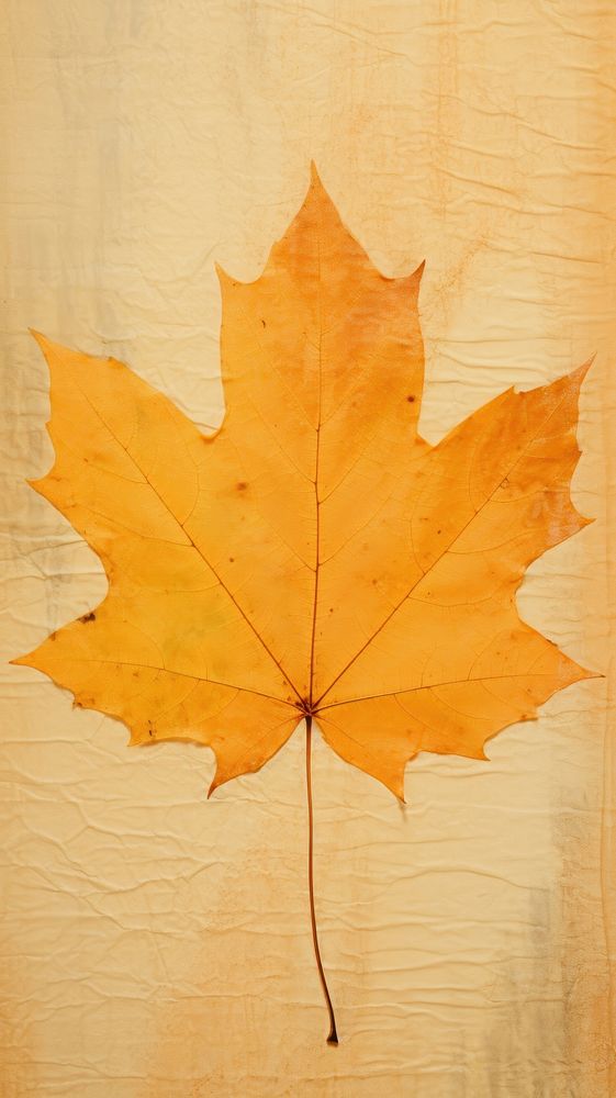 Maple leaf wallpaper backgrounds textured yellow.