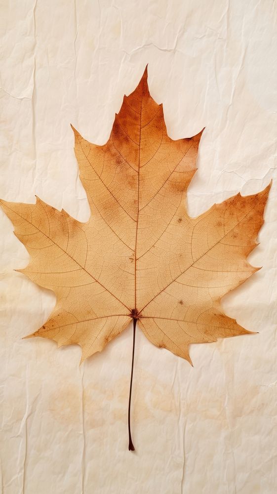 Maple leaf wallpaper backgrounds plant tree.