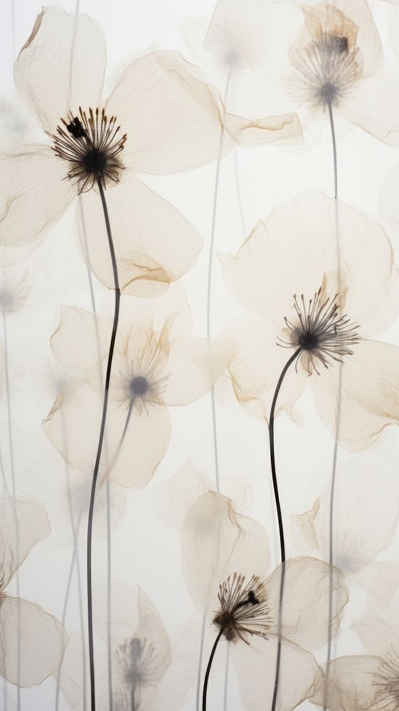 Moonflower wallpaper backgrounds plant petal.