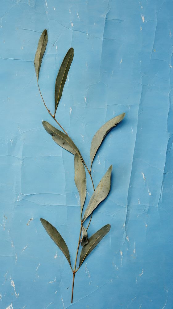 Olive leaf wallpaper plant herbs blue.