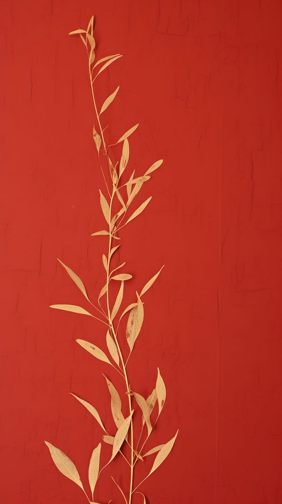 Olive leaf wallpaper backgrounds plant red.
