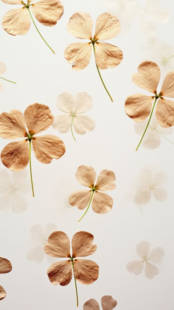 A clover wallpaper flower backgrounds petal.