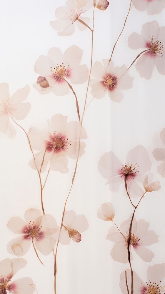 Pressed blossom wallpaper flower plant petal.