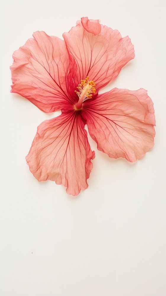 Hibiscus flower wallpaper petal plant red.