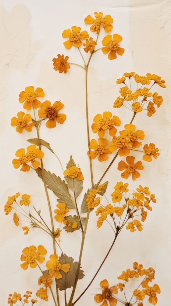 Pressed lantana wallpaper flower plant | Premium Photo - rawpixel