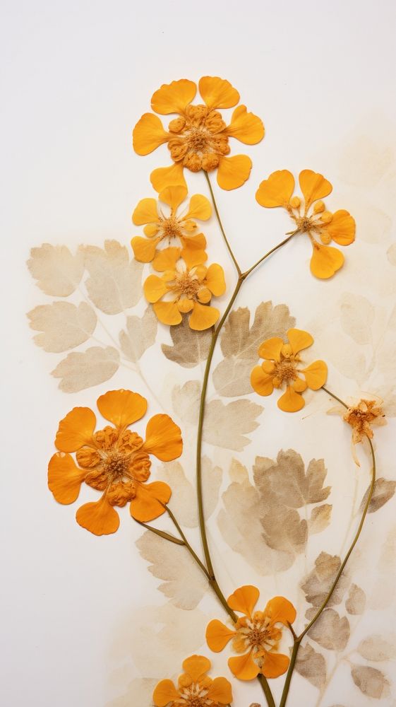 Pressed lantana wallpaper flower plant | Premium Photo - rawpixel