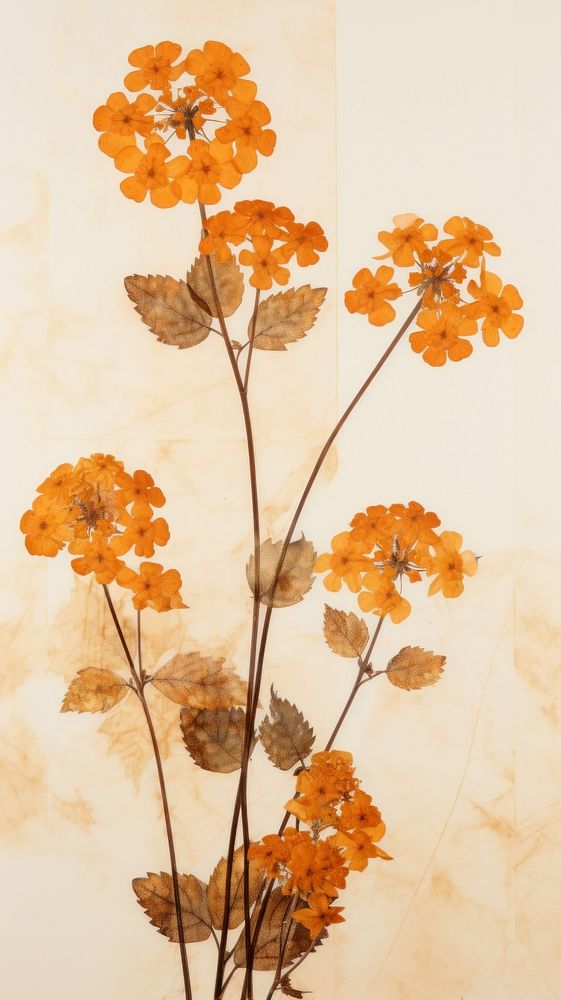 Pressed lantana wallpaper flower pattern plant.