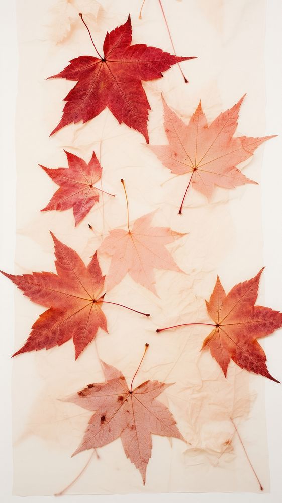 Red maple wallpaper plant leaf tree.