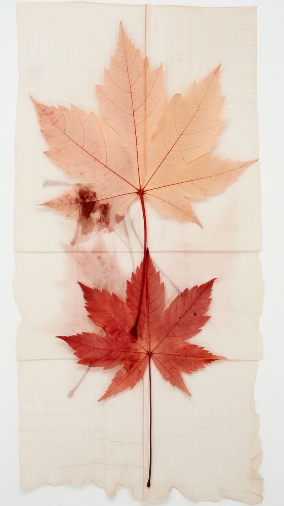 Red maple wallpaper plant leaf tree.