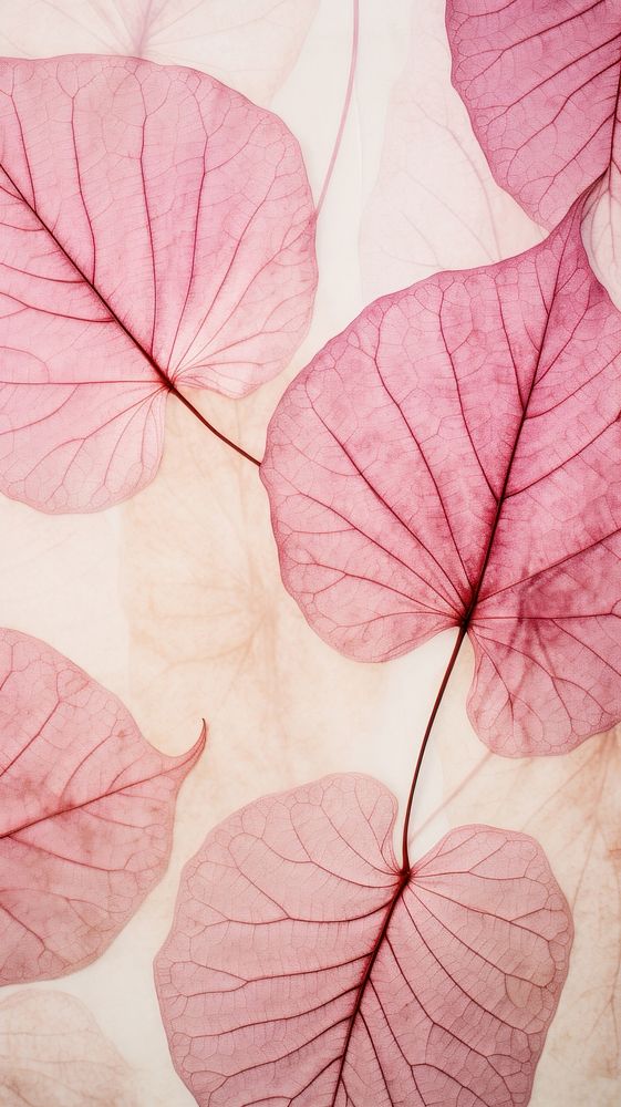 Caladium leaf wallpaper backgrounds texture flower.