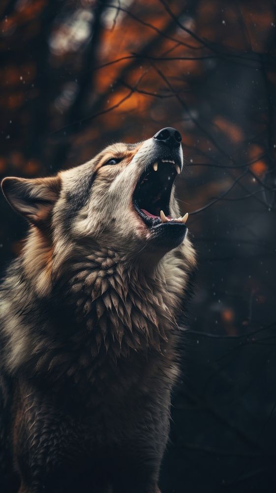 Wolf animal mammal nature.