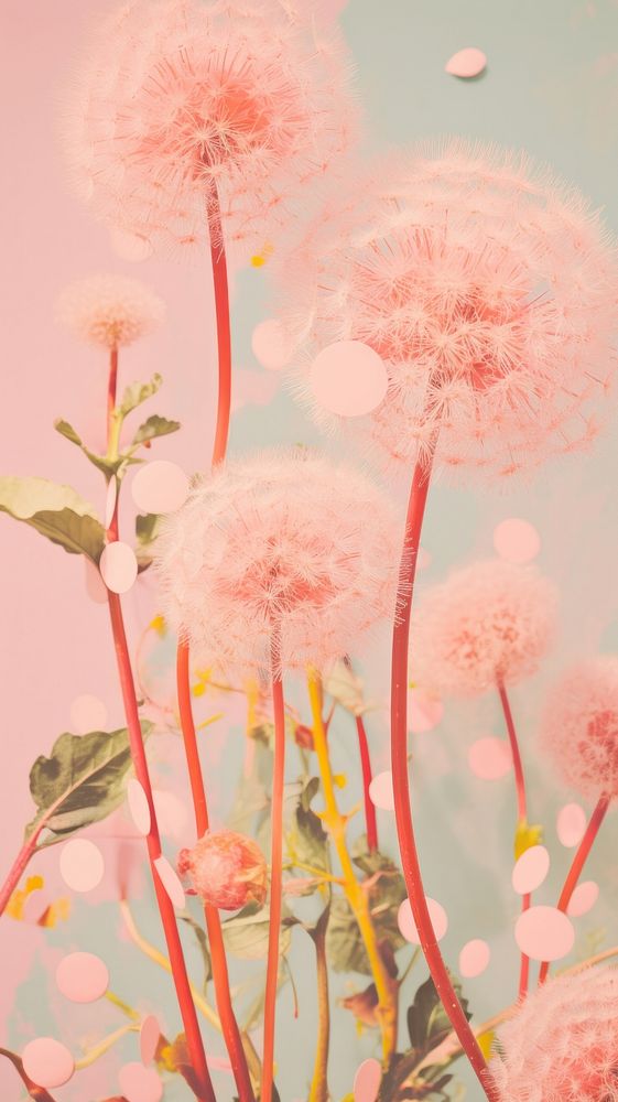 Pink dandelion craft collage flower plant inflorescence.