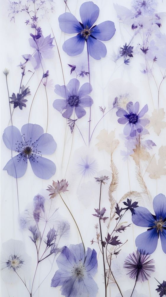 Real pressed winter flowers purple backgrounds lavender.