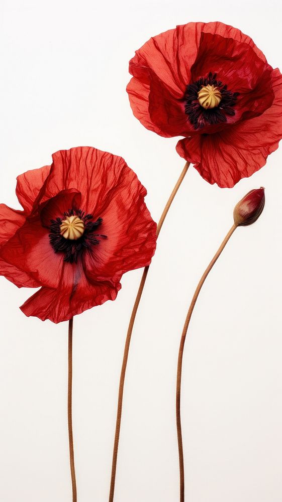 Real pressed poppy flowers plant red inflorescence.