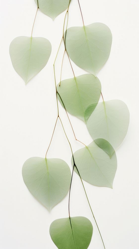 Real pressed eucalyptus leaves plant green leaf.