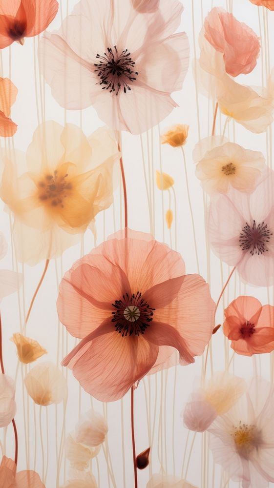 Real pressed poppy flowers backgrounds pattern petal.