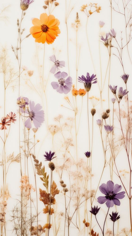 Real pressed wildflowers backgrounds outdoors pattern.