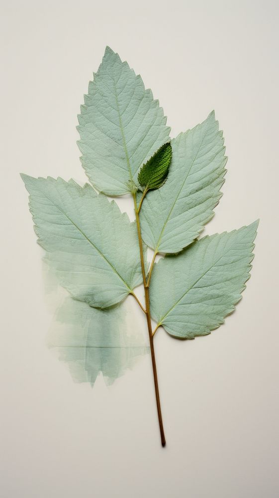 Real pressed mint leaves plant herbs leaf.