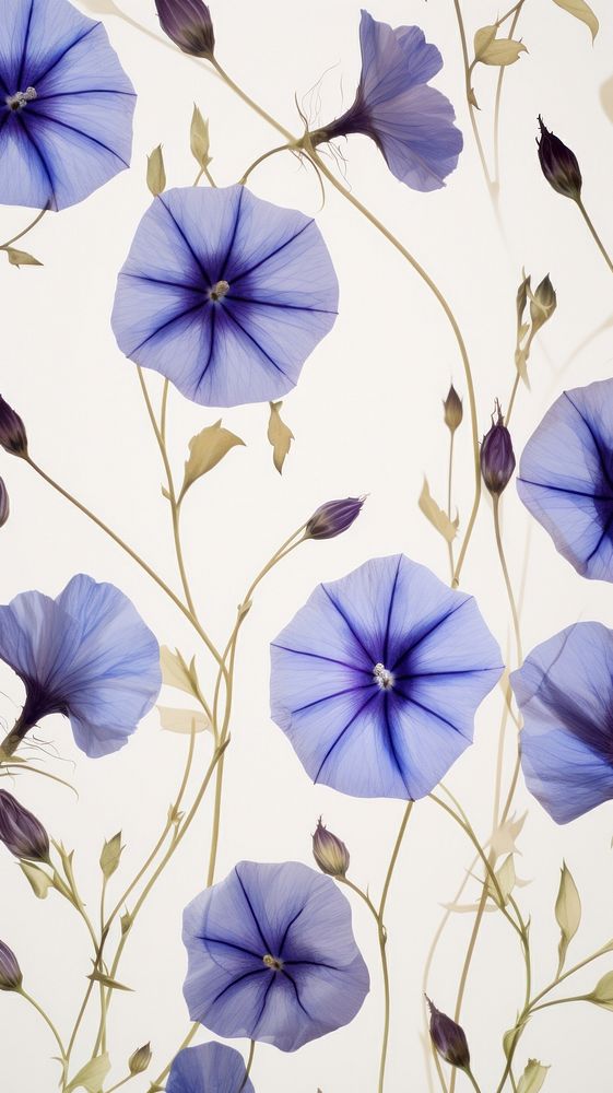Real pressed morning glory flowers backgrounds petal plant.