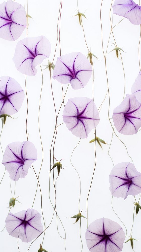 Real pressed morning glory flowers backgrounds pattern purple.