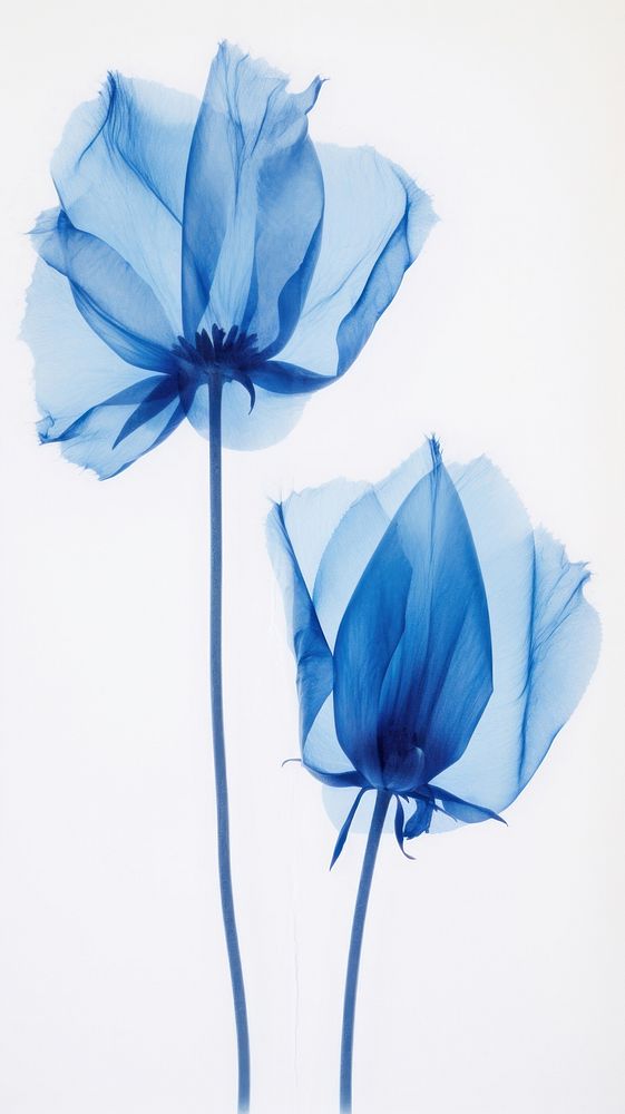 Real pressed blue tulip flowers petal plant inflorescence.