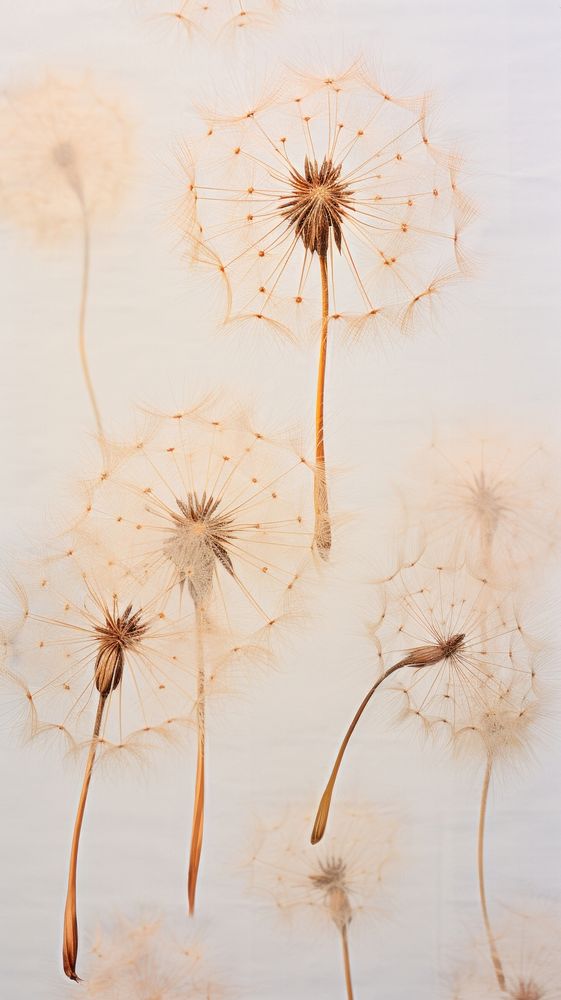 Real pressed dandelion flowers backgrounds plant wall.