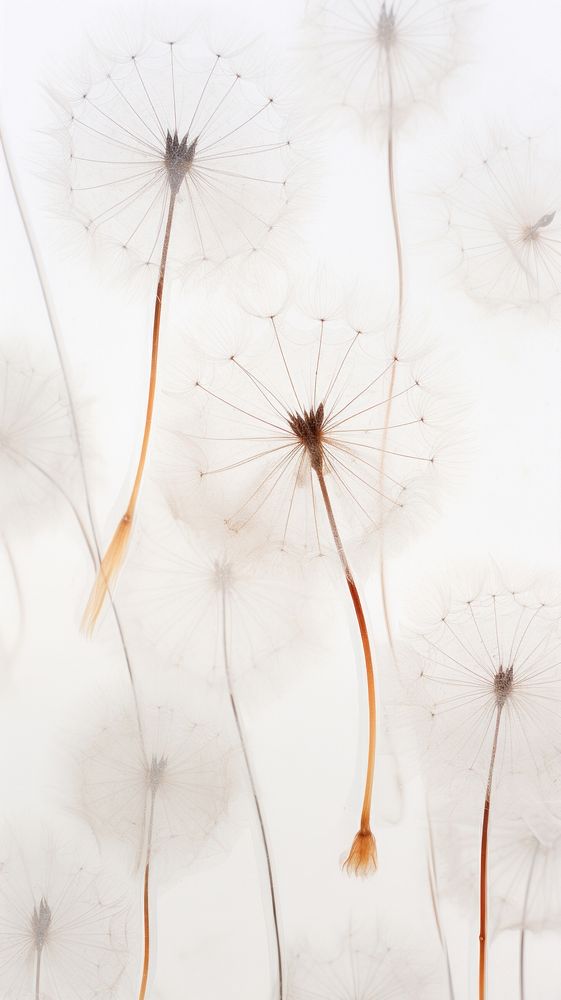 Real pressed dandelion flowers backgrounds plant inflorescence.