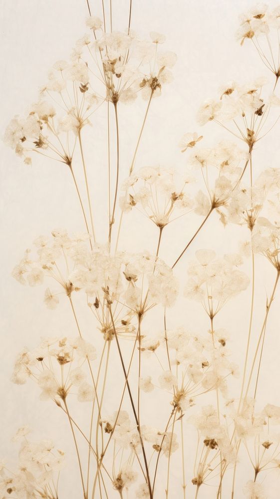 Real pressed gypsophila flowers backgrounds plant wall.